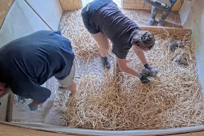 Cincinnati Zoo staff rub the new male cub with material from the bedding of his new siblings to help him gain acceptance from his new family. (Courtesy of Cincinnati Zoo & Botanical Garden)