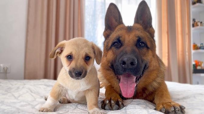 German Shepherd and Puppy Friendship