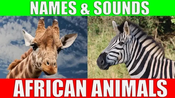 African Animals Names and Sounds for Kids to Learn | Learning African  Animal Names for Children