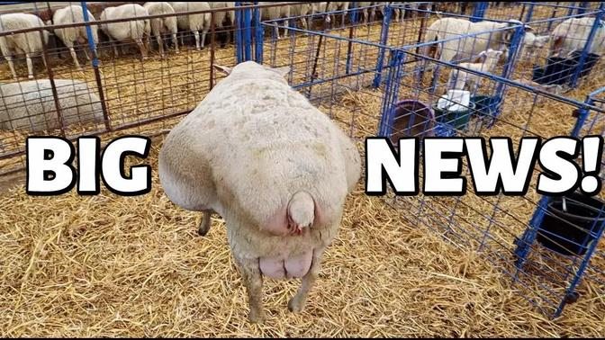 BIG MAMA IS IN LABOUR!! 😱(how many lambs were there?!!!) | Spring Lambing 2021 | Vlog 432