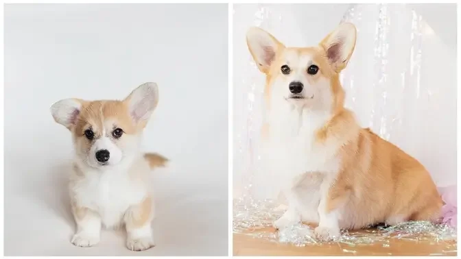 Corgi Puppy Timelapse _ 8 Weeks to 1 Year _ Photo a Day _ Tribute.