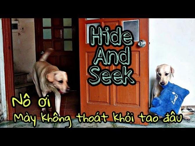 Mày không trốn được tao đâu Nô à! Hide And Seek With My Dogs - Is it Possible To Hide From My Dogs