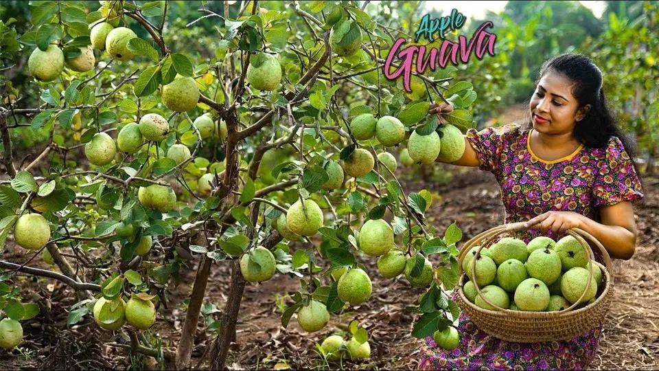 Apple Guavas! layered pudding in no time & guava curry were delicious & scrumptious _ Traditional Me
