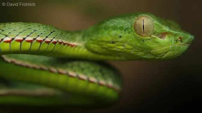 Juvenile Vogel's Pit Viper | Herping Vietnam