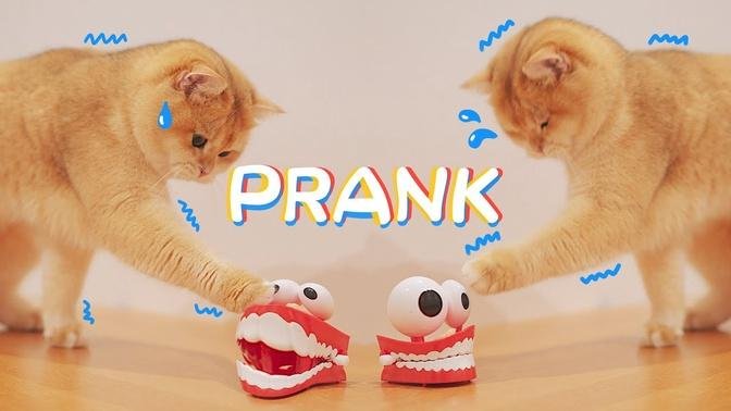 FUNNIEST Cats' Pranks with Chattering Teeth