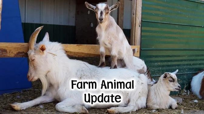 Farm & Animal Update