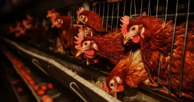 Largest U.S. Egg Producer Finds Bird Flu in Chickens at Texas Plant