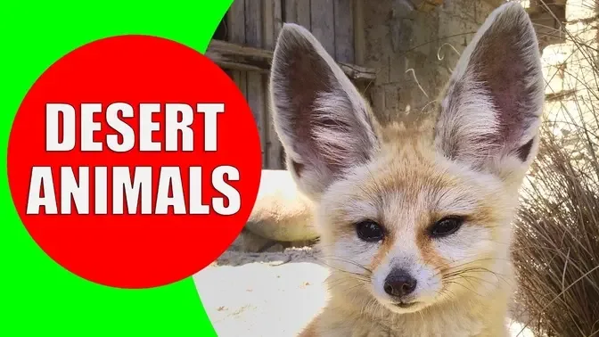Desert Animals for Children - Desert Animal Sounds for Kids to Learn -  Fennec Fox, Camel & Coyote