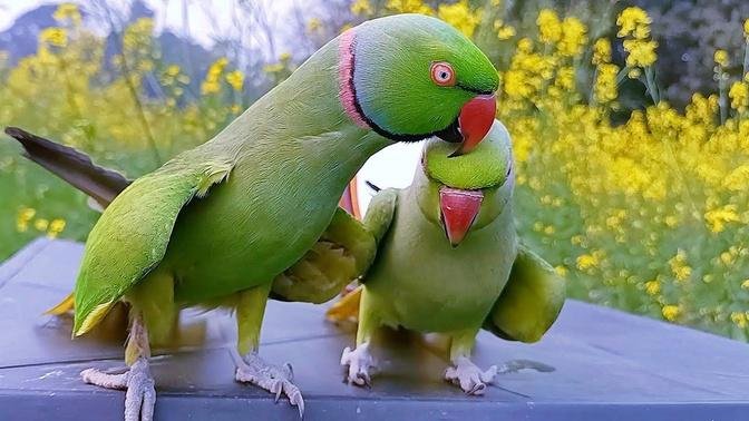 Indian Parrot Talking and Having Fun