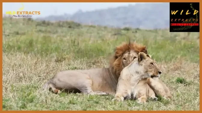 Lion and Lioness // Masai Mara// Wild Extracts