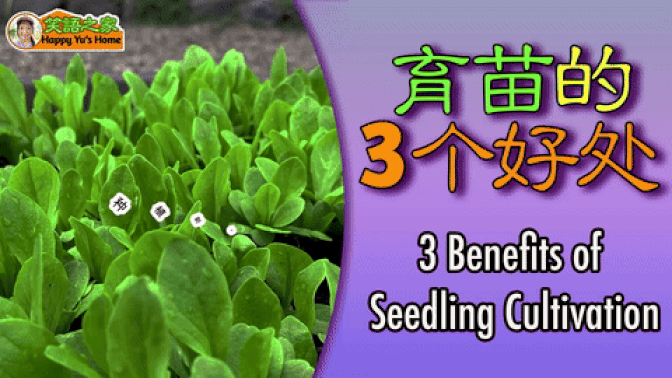 【家庭种植｜新手入门-必看】 种子直接种地里不行吗？为什么要育苗？育苗的3个好处
