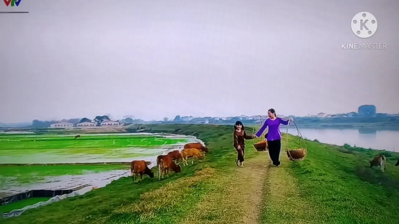 Phong cảnh làng quê Bắc Bộ Việt Nam.Triền Đê quê hương.