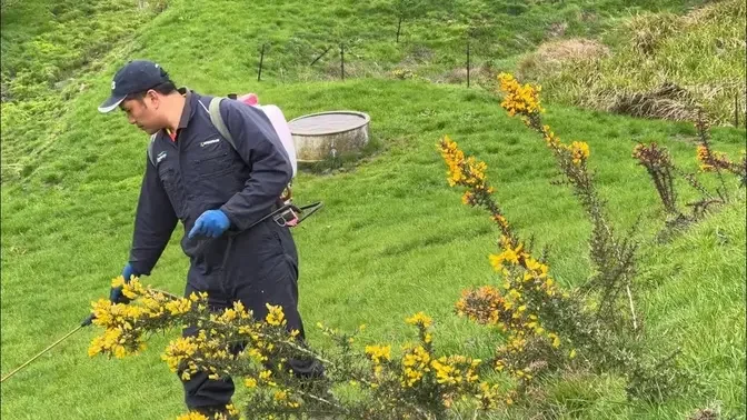 How we control weeds to make more grass for cows|Weed spraying job|Slow living in the countryside