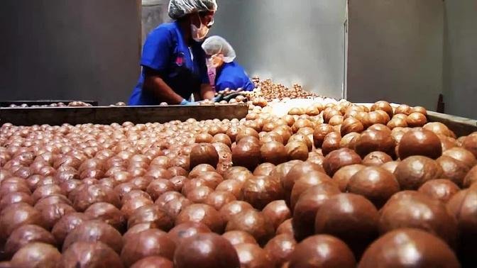 World Most Expensive Nuts - Macadamia Cultivation Technology ...