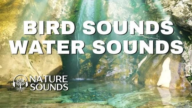 Nature Sounds Forest Sounds Nature Relaxing Sounds Water Sounds Bird Sounds Natural Sound