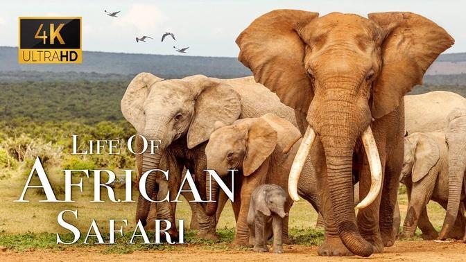 Africa Wildlife In 4K - The Life Of Animals In African Safari | Scenic ...