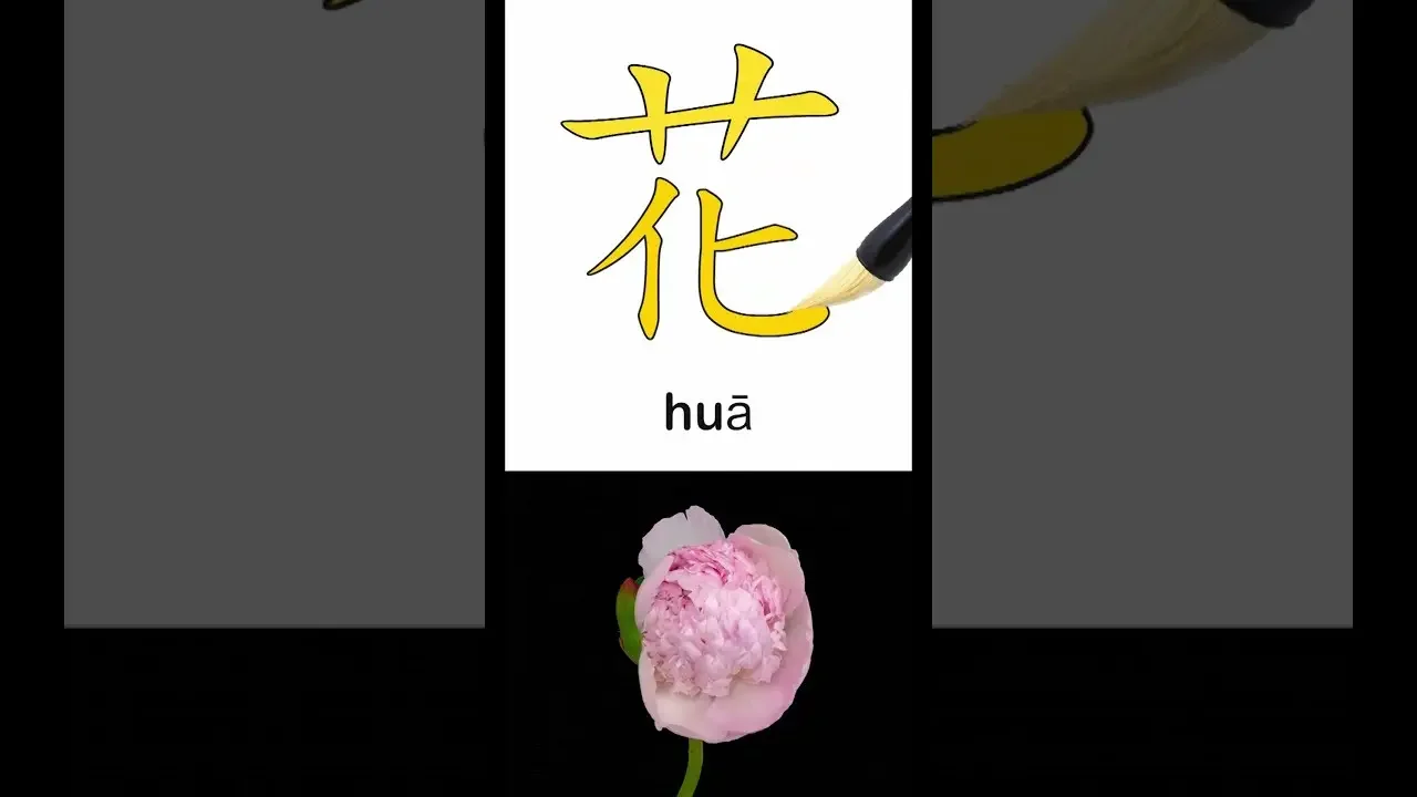 How to say "Flower" in Chinese 花 (huā) Shorts Kangaroo Friends
