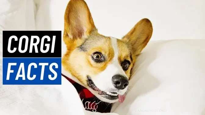 5 Things All Corgi Owners Know.