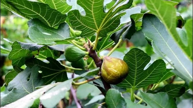 Fig Tree Planting Considerations