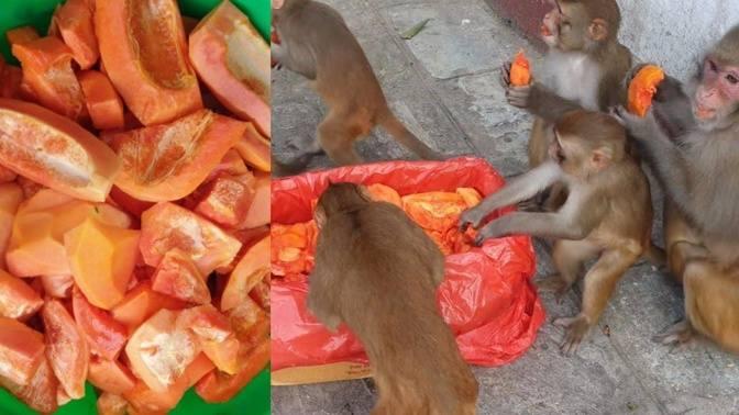 feeding papaya fruit to hungry Monkeys || monkey love papaya