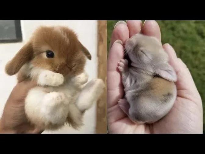 Cute baby animals Videos Compilation cute moment of the animals #9 Cutest Animals 2022