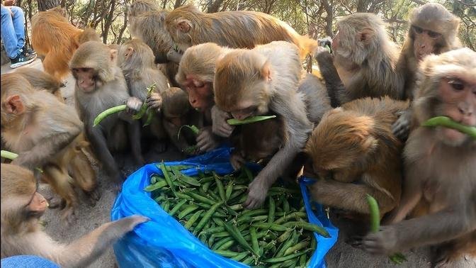 feeding monkey video