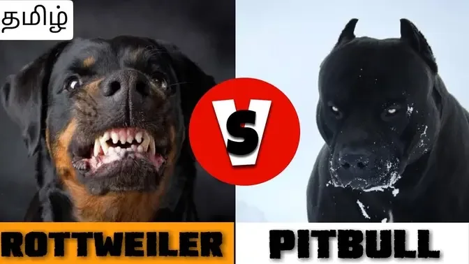 which dog is better rottweiler or pitbull