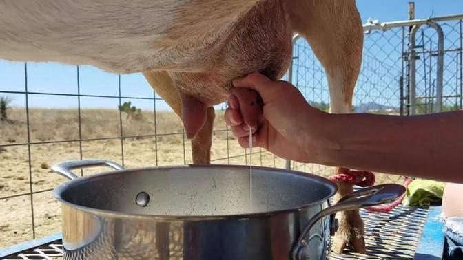 How To Milk A Goat