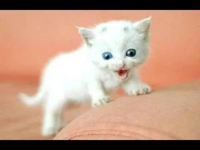 Funny Cats And Kittens Meowing Compilation 2015 || NEW