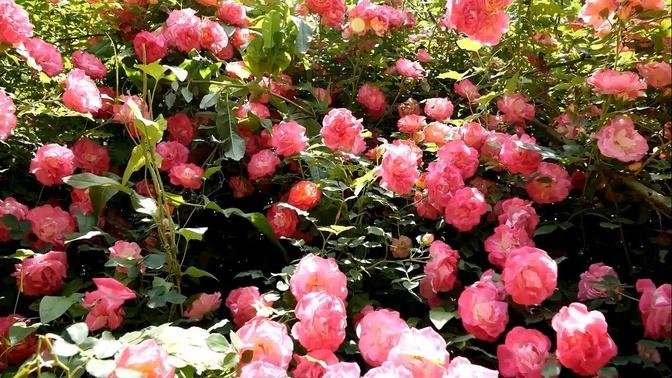 Beautiful Rose Flower And Gardens