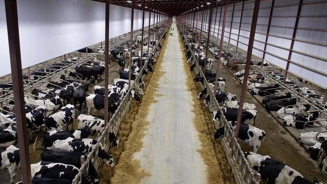 How Are 9,1 Million Dairy Cows In America Raised - American Dairy Farm