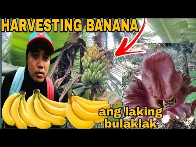 NAG HARVEST NG SAGING MAY NAKITA KAMING MALAKING BULAKLAK ELEPHANT YAM