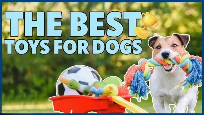 Safe Toys For Dogs And Why To Avoid Tennis Balls And Sticks