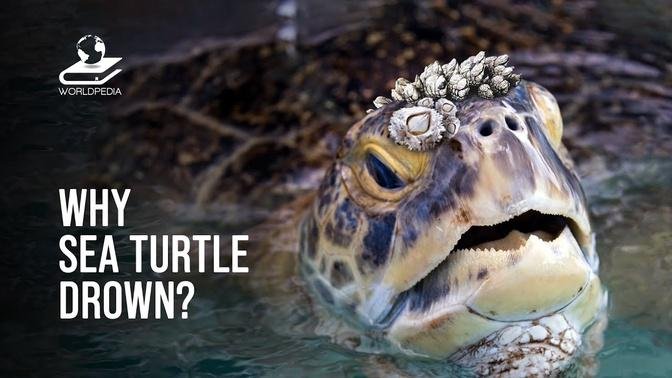 This Is Why Sea Turtles Drown.