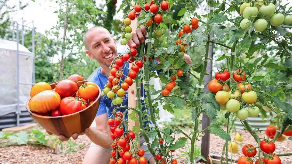 Unbelievable Organic Garden Harvest, So Much Food in So Little Space 🤯