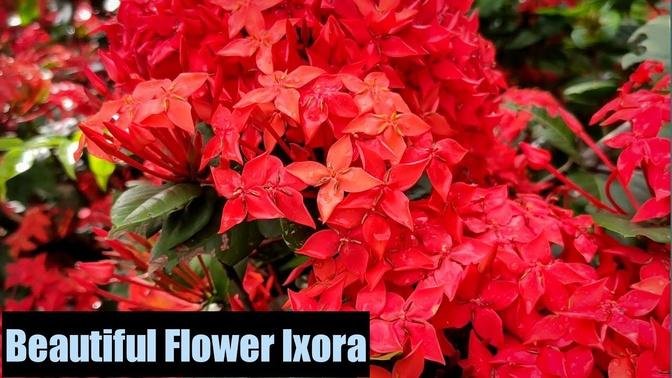 Ixora Plant / Ixora Flower / Beautiful Flower Ixora/ Best Flowering Plant