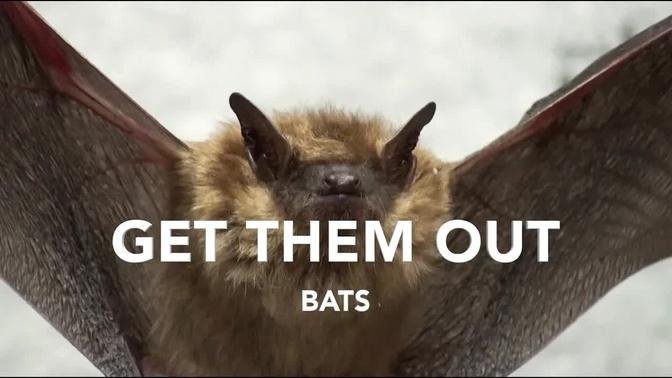 Get Bats Out