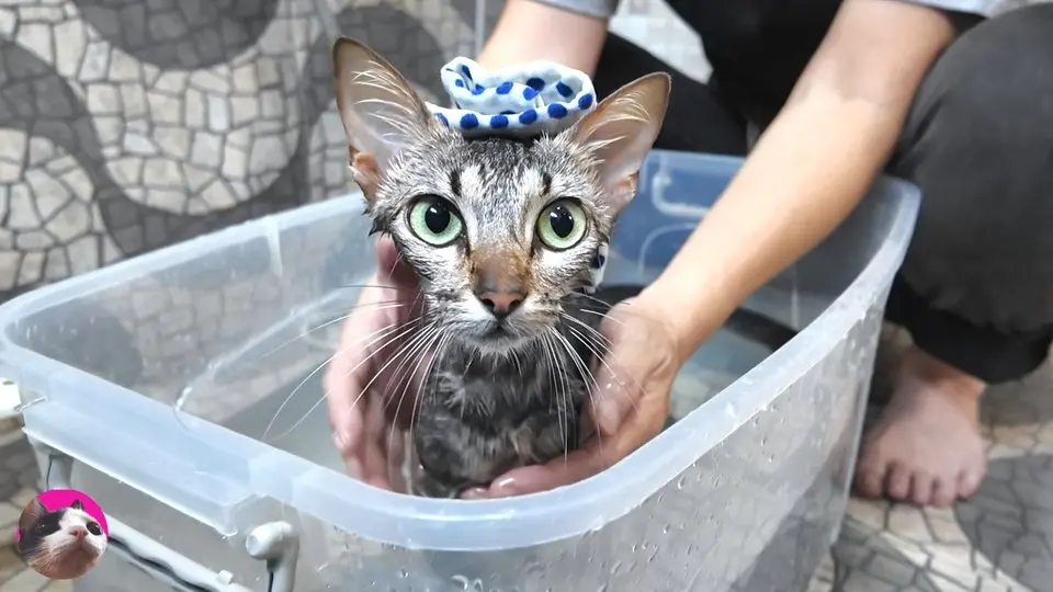 First time bathing a stray kitten with fleas, and she didn't want to get out of the bath because... #GJWPets