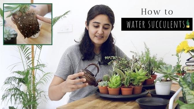 All You Need to Know About Watering Succulents
