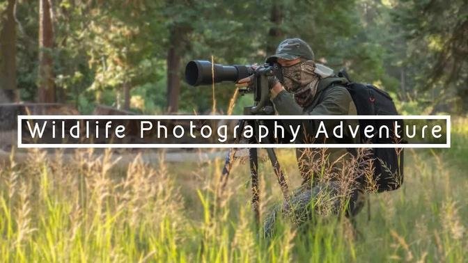 Wildlife Photography Adventure | A Close Encounter with Deer