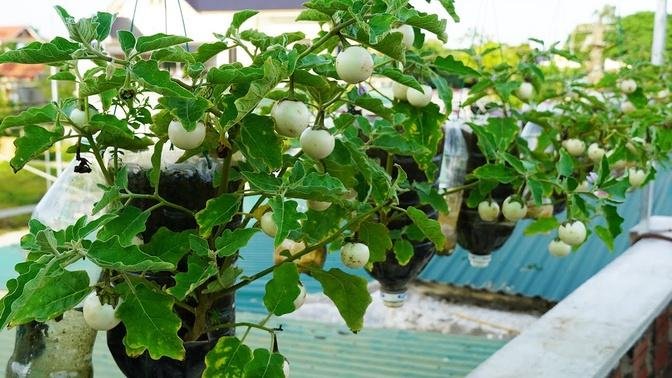 Tips To Grow Eggplant And Lettuce On The Balcony Easy And High Yield