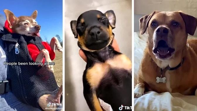 Best DOG Videos Ever!! 😻 (Funny ANIMALS Compilation) 😹