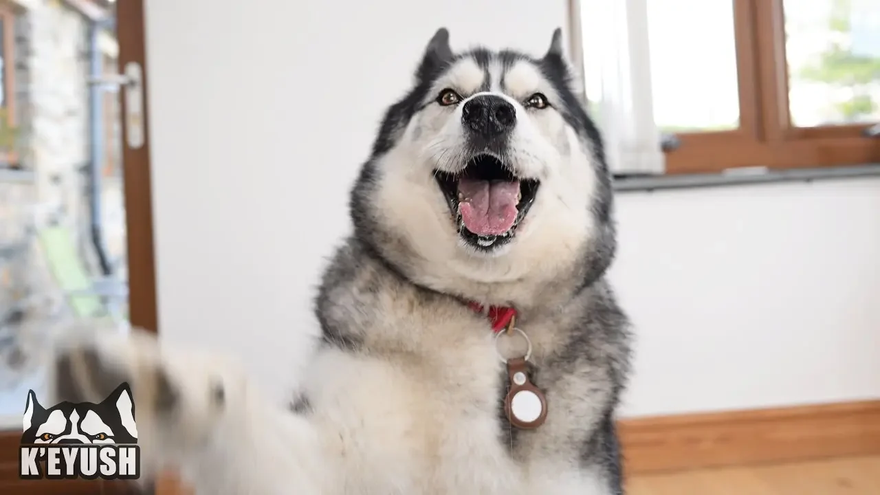 Husky Gives Opinion On Best Friend’s New House!