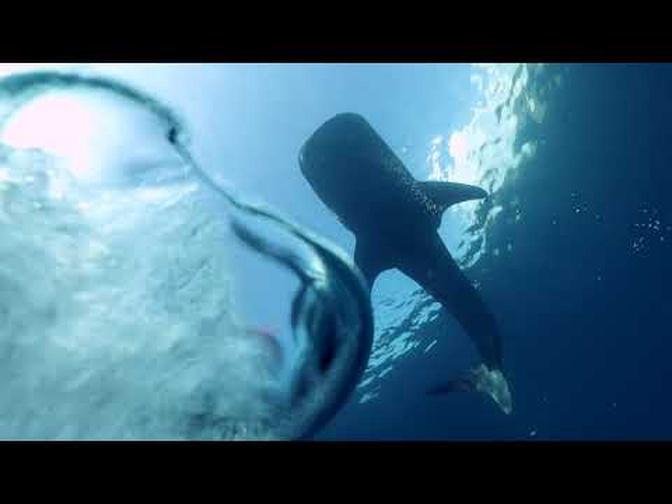 Oris: PART 4 Whale Shark Conservation - with Gerardo del Villar (2021)