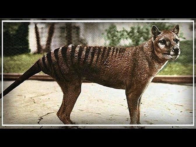   Thylacine - The Tasmanian Tiger (Feat. Natures Reality