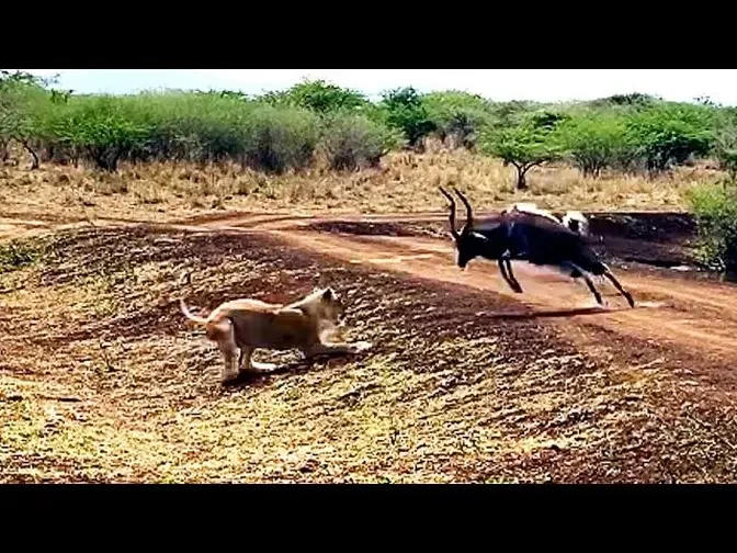 Sable Antelope Fight Back Against Lion. Full Video ✅