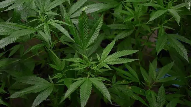 Daily Marijuana Use Higher Than Drinking Rate in US, Study Shows