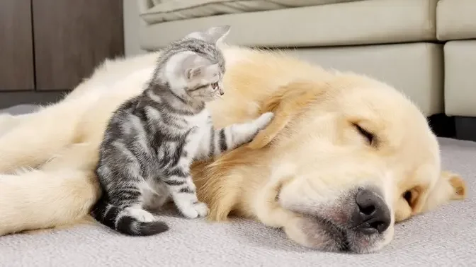 Kitten Raised By Golden Retrievers Starts Acting Like A Puppy