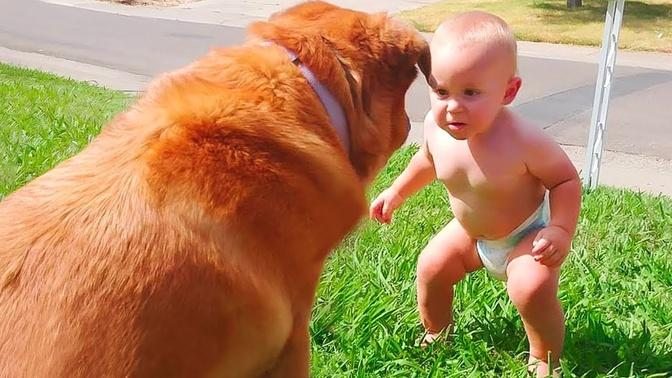 Funny Baby Playing With Dog Compilation - Cute Baby and Pets Video