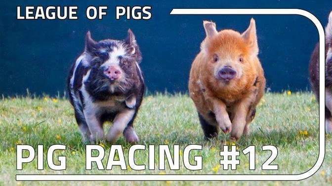  League of Pigs - Season 3 - FINALS!!!